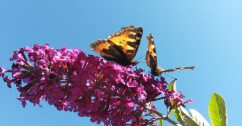 arbre-a-papillons