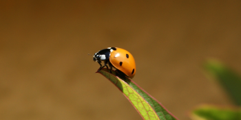 Accueillir les coccinelles au jardin