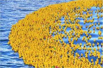 course de canards