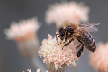 les abeilles, petites ouvrières de la nature