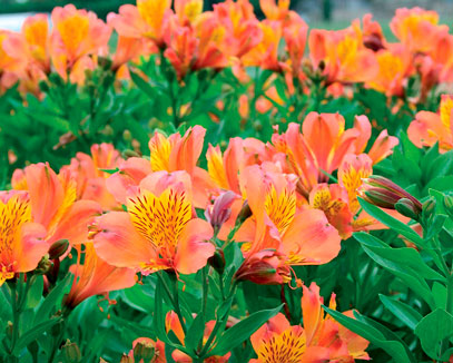 Initiatives fleurs