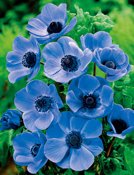 vente Fleurs association