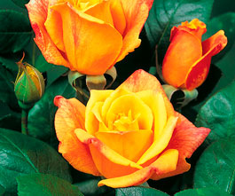 fleurs pour les ecoles