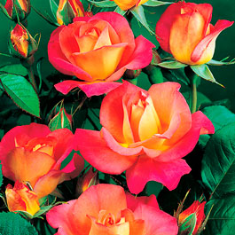Initiatives fleurs et nature association