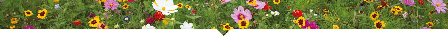 Vente de fleur pour école en ligne