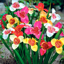 Fleurs